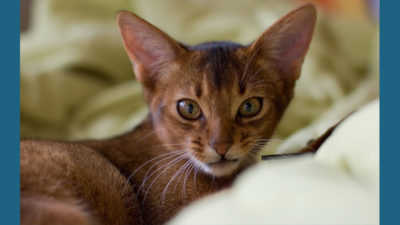 Abyssinian 1