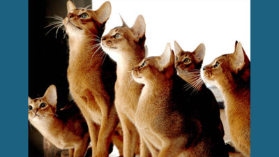 Abyssinian 10