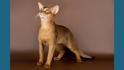 Abyssinian 11