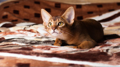 Abyssinian 12