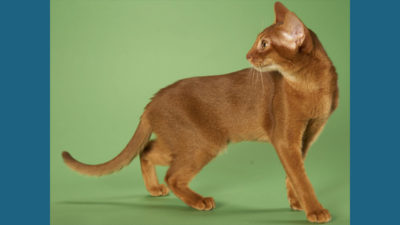 Abyssinian 13