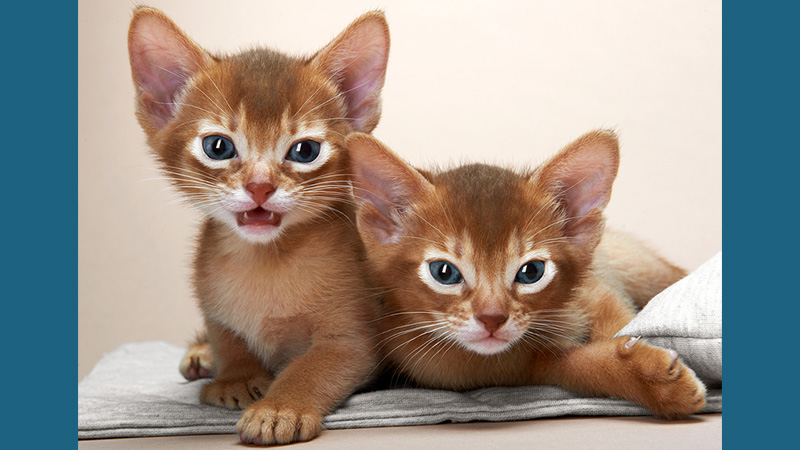 Abyssinian 2