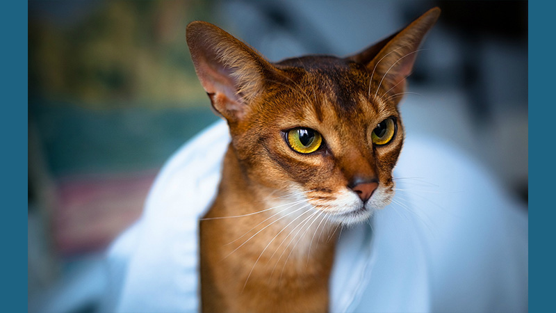 Abyssinian 3