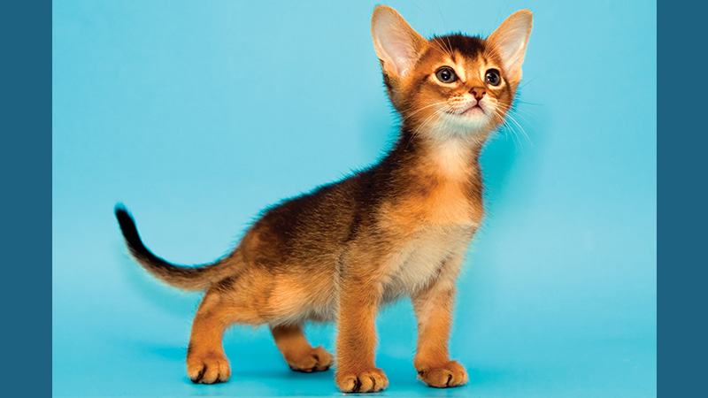 Abyssinian 5