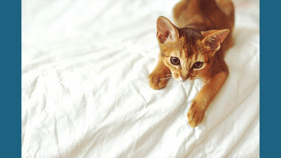 Abyssinian 6