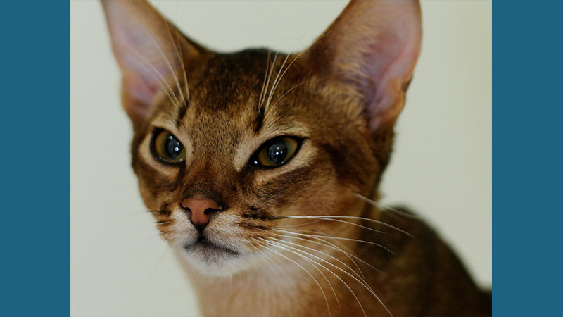 Abyssinian 7