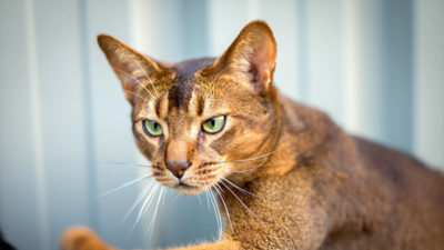 Abyssinian 9