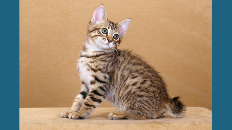 American Bobtail 1