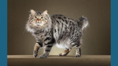 American Bobtail 3