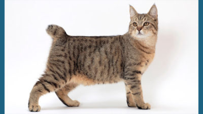 American Bobtail 4