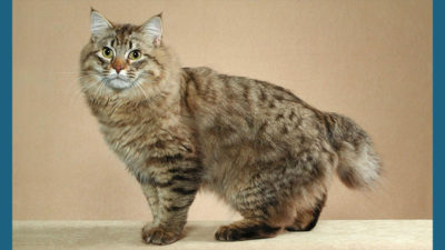 American Bobtail 5