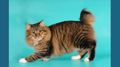 American Bobtail 6