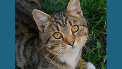 American Bobtail 8