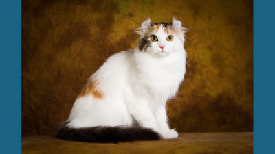 American Curl 1