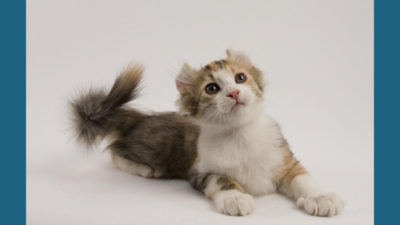 American Curl 3