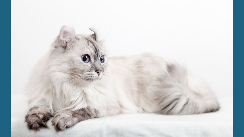 American Curl 4