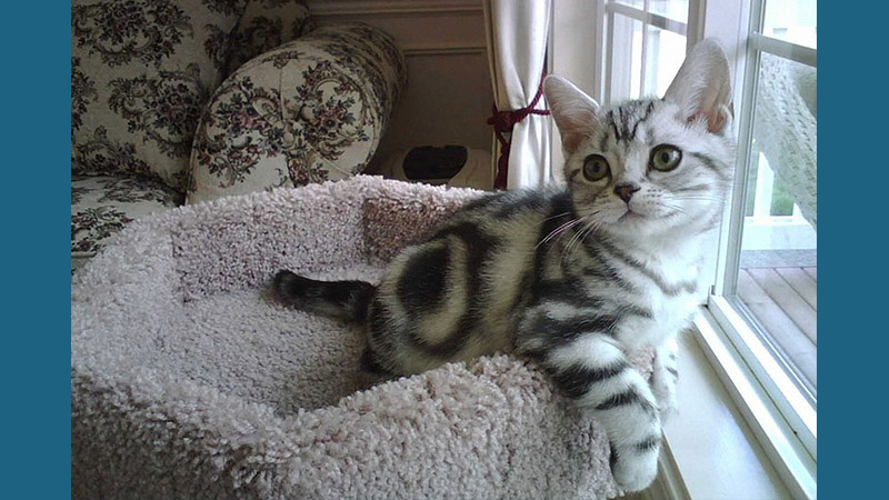 American Shorthair 1