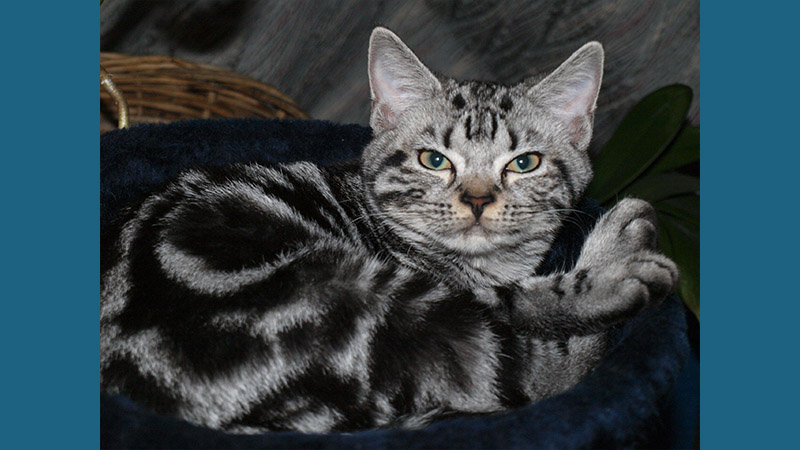 American Shorthair 10