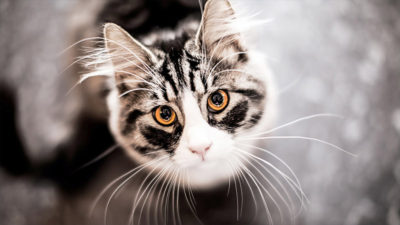 American Shorthair 11