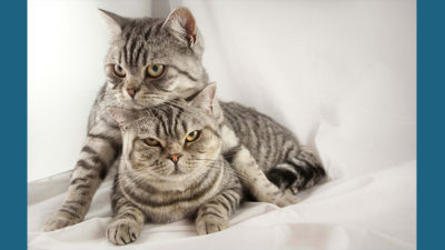 American Shorthair 12