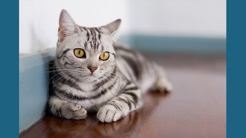 American Shorthair 2