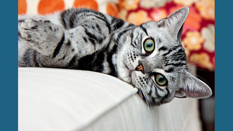 American Shorthair 4