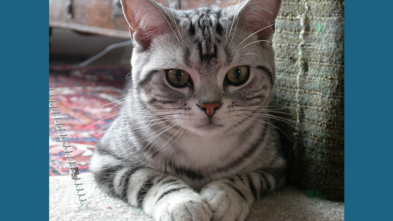 American Shorthair 5