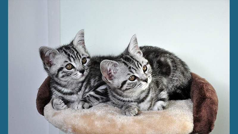 American Shorthair 7