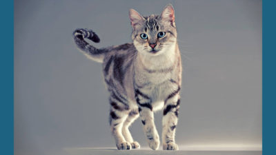 American Shorthair 8