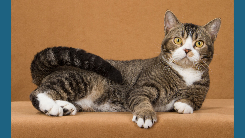 American Wirehair 1