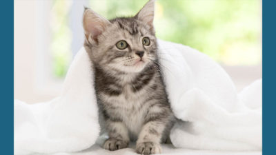 American Wirehair 2