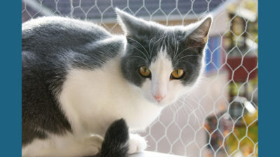 American Wirehair 3