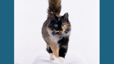 American Wirehair 6