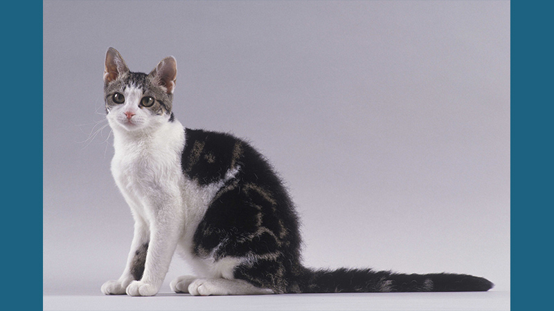 American Wirehair 9