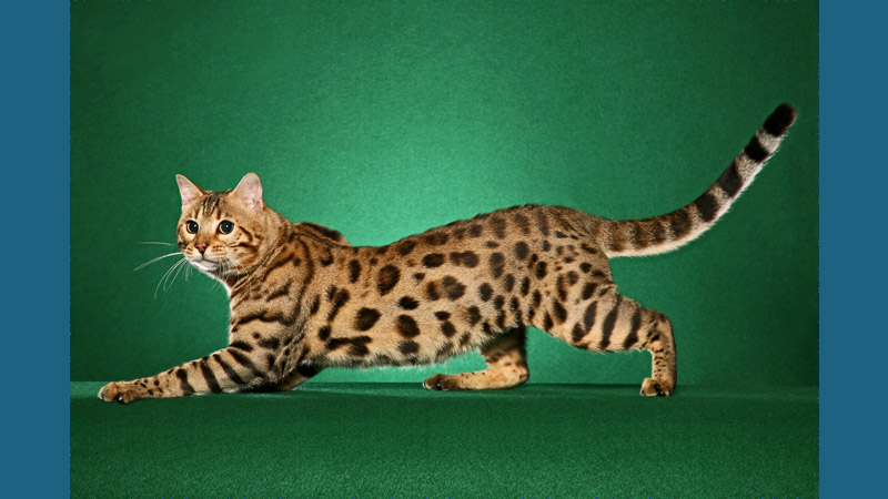 Bengal 12