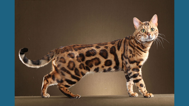 Bengal 13