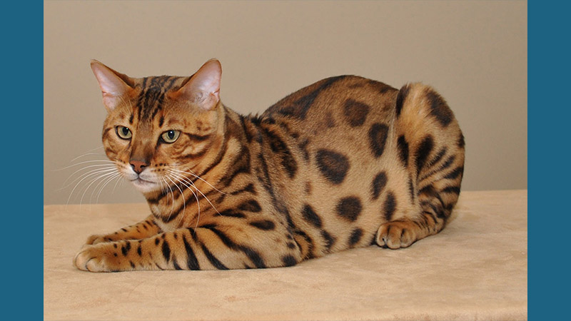 Bengal 14