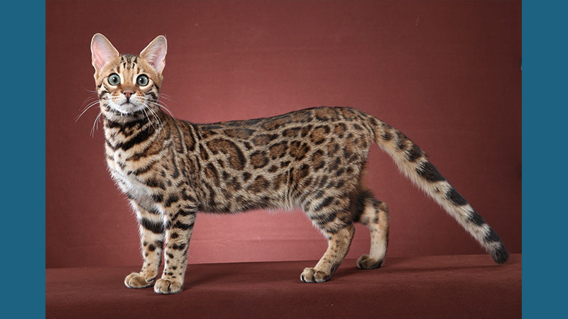 Bengal 15