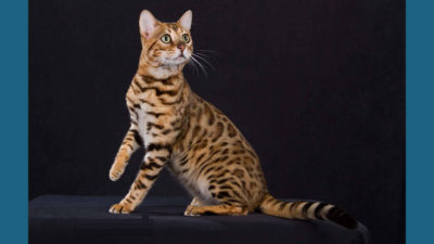 Bengal 16