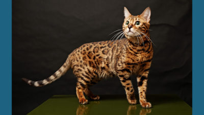 Bengal 4