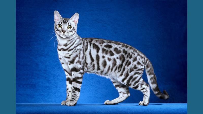 Bengal 7