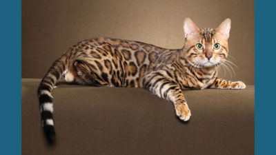 Bengal 9