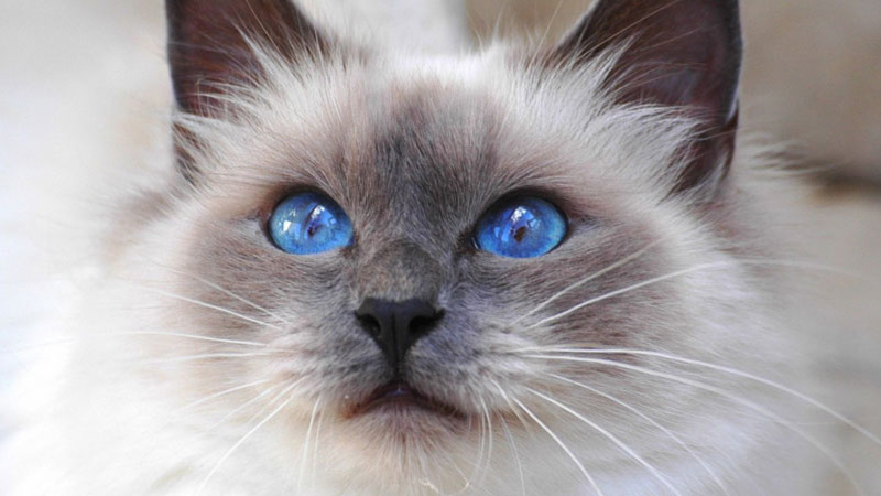 Birman 1