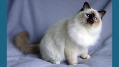 Birman 10