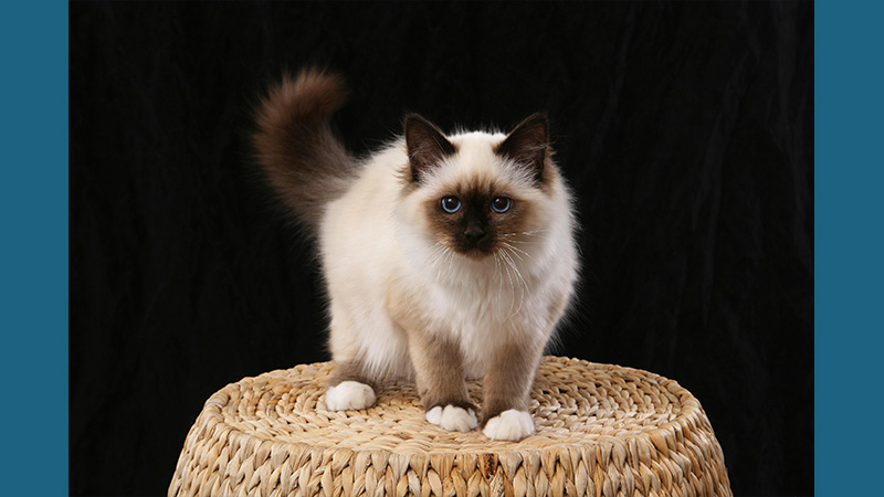 Birman 11