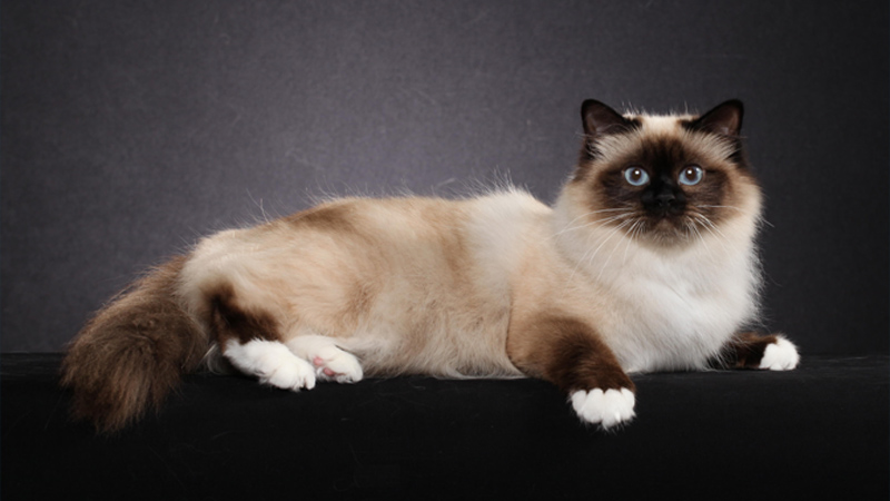 Birman 2