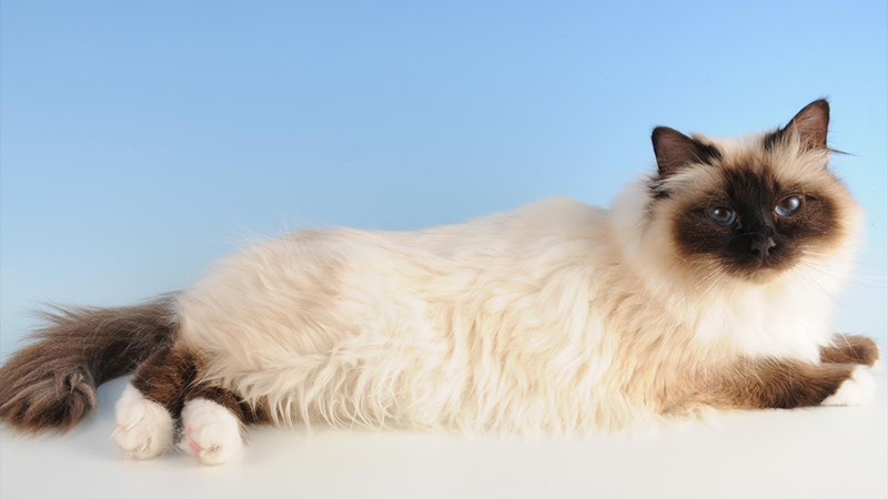 Birman 3