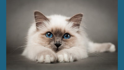 Birman 4