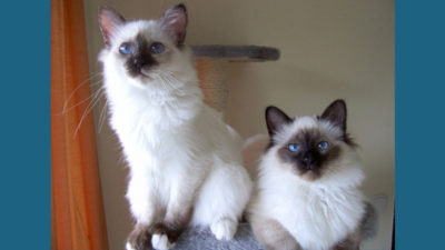 Birman 5