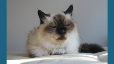 Birman 6